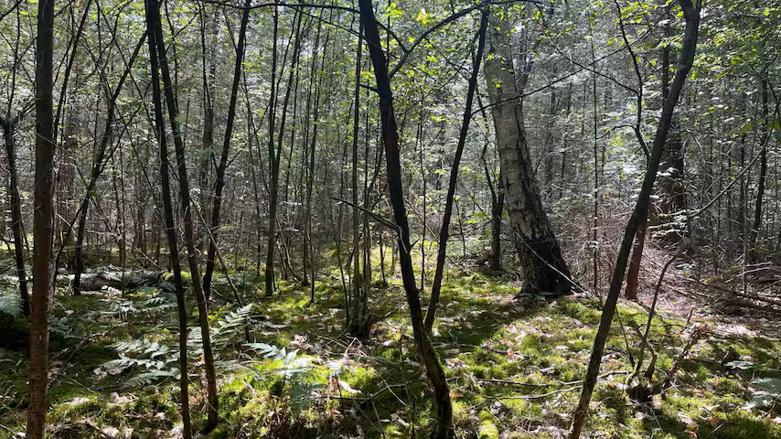 Artikel NU.nl | Koplopers: Het bos dat eigen rechten kreeg | Stichting Bos dat van zichzelf is