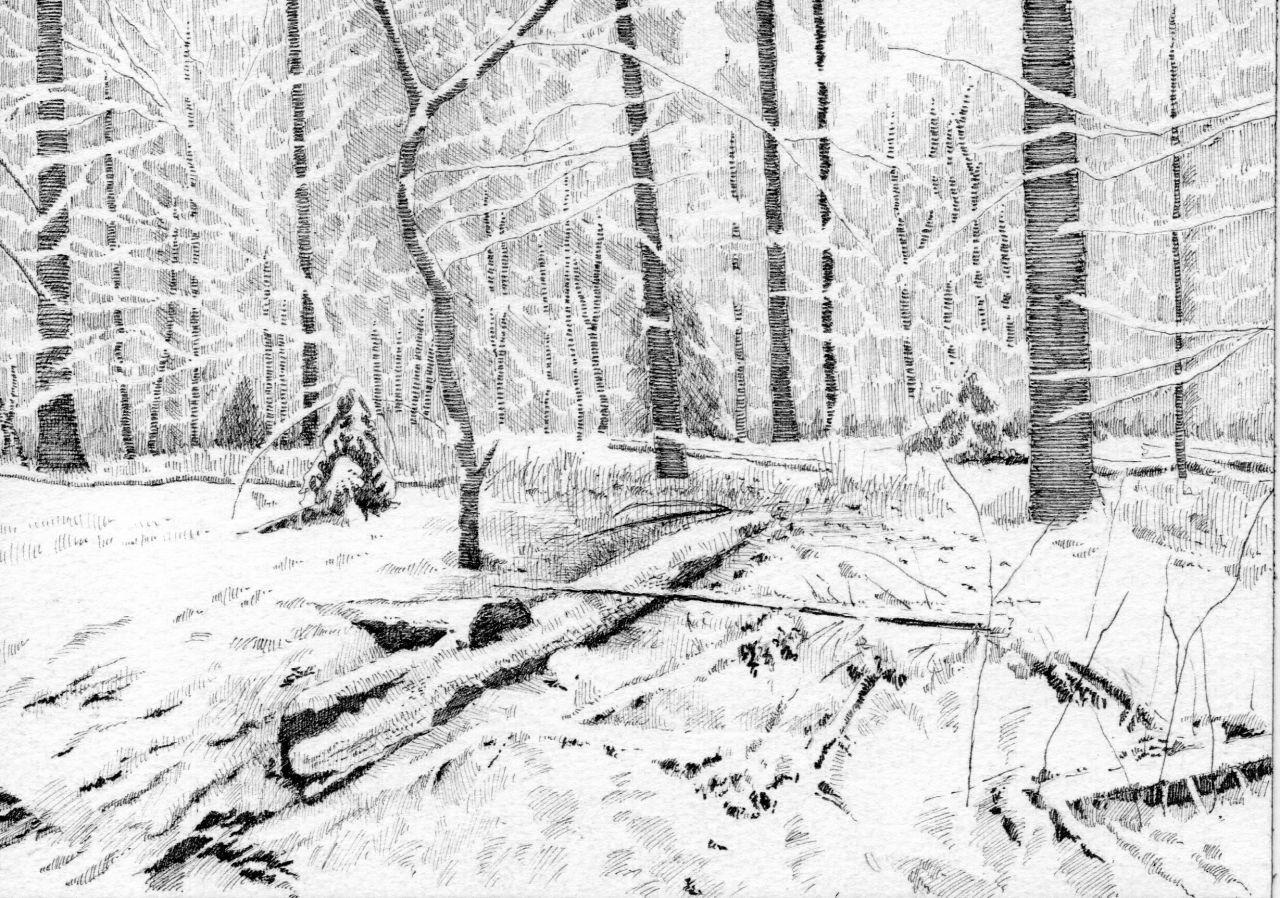 Wintertekening 2026 "Bos dat van Zichzelf is" door Jacques Grégoire | Stichting Bos dat van zichzelf is